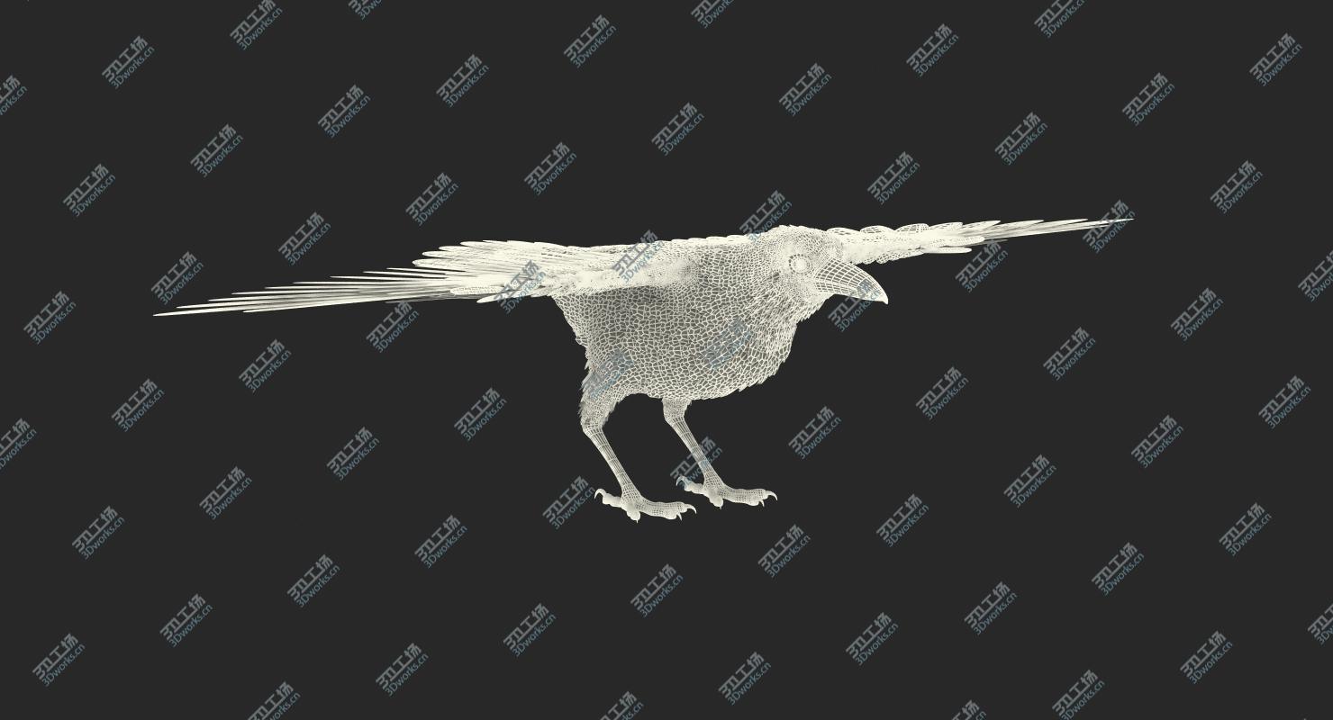 images/goods_img/2021040162/Common Raven Rigged 3D model/5.jpg